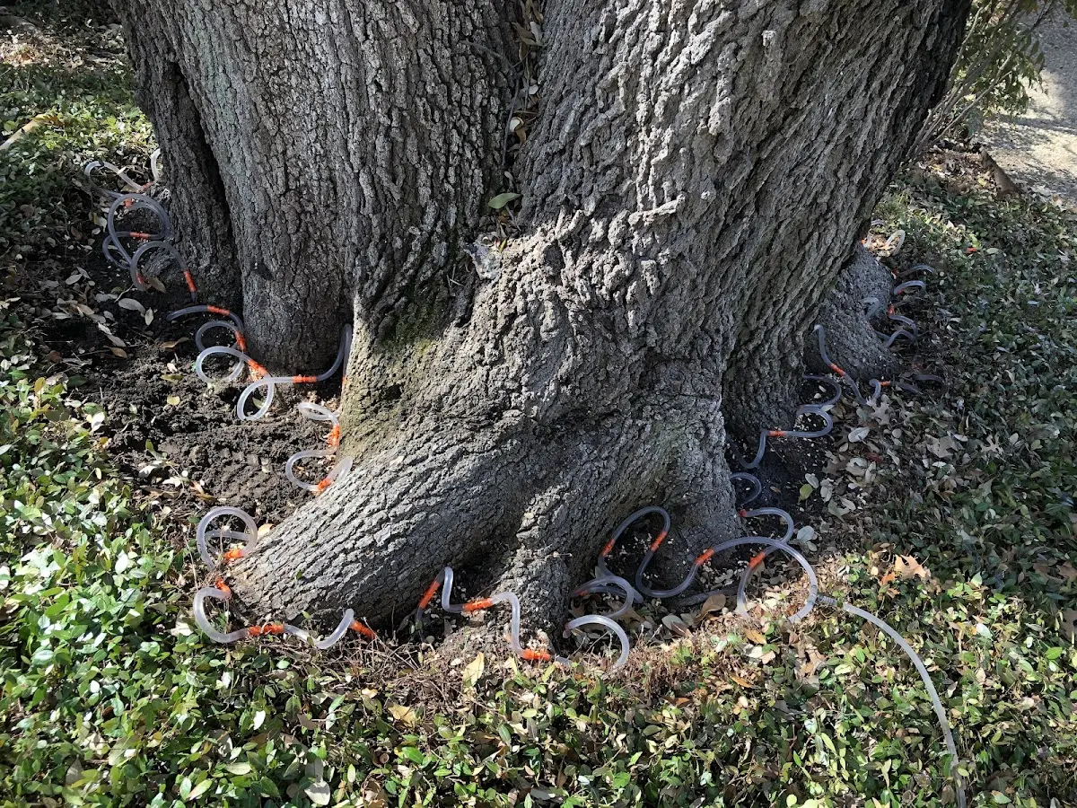 Detailed Tree Cabling and Bracing job site in Vincennes