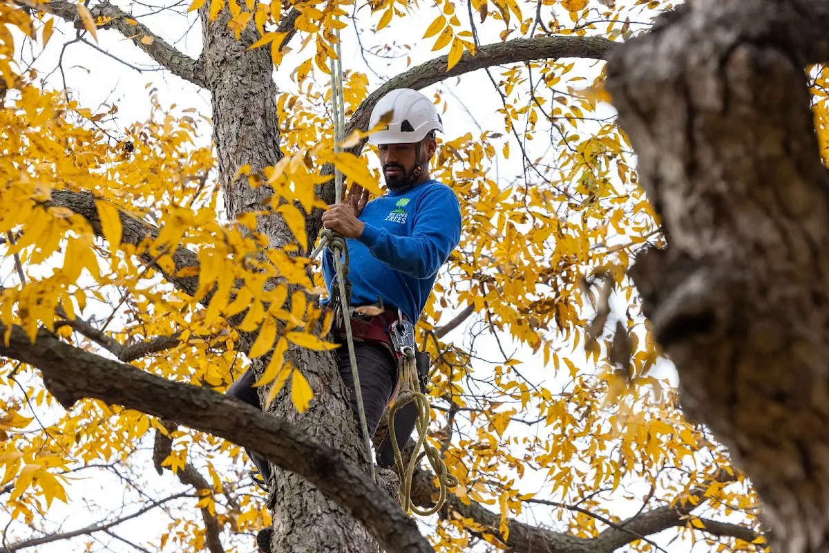 Skilled Tree Planing crew working in Vincennes